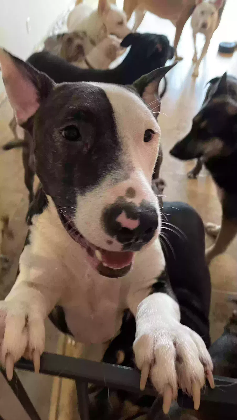 Lost dog in Lake Hughes, CA, 93532