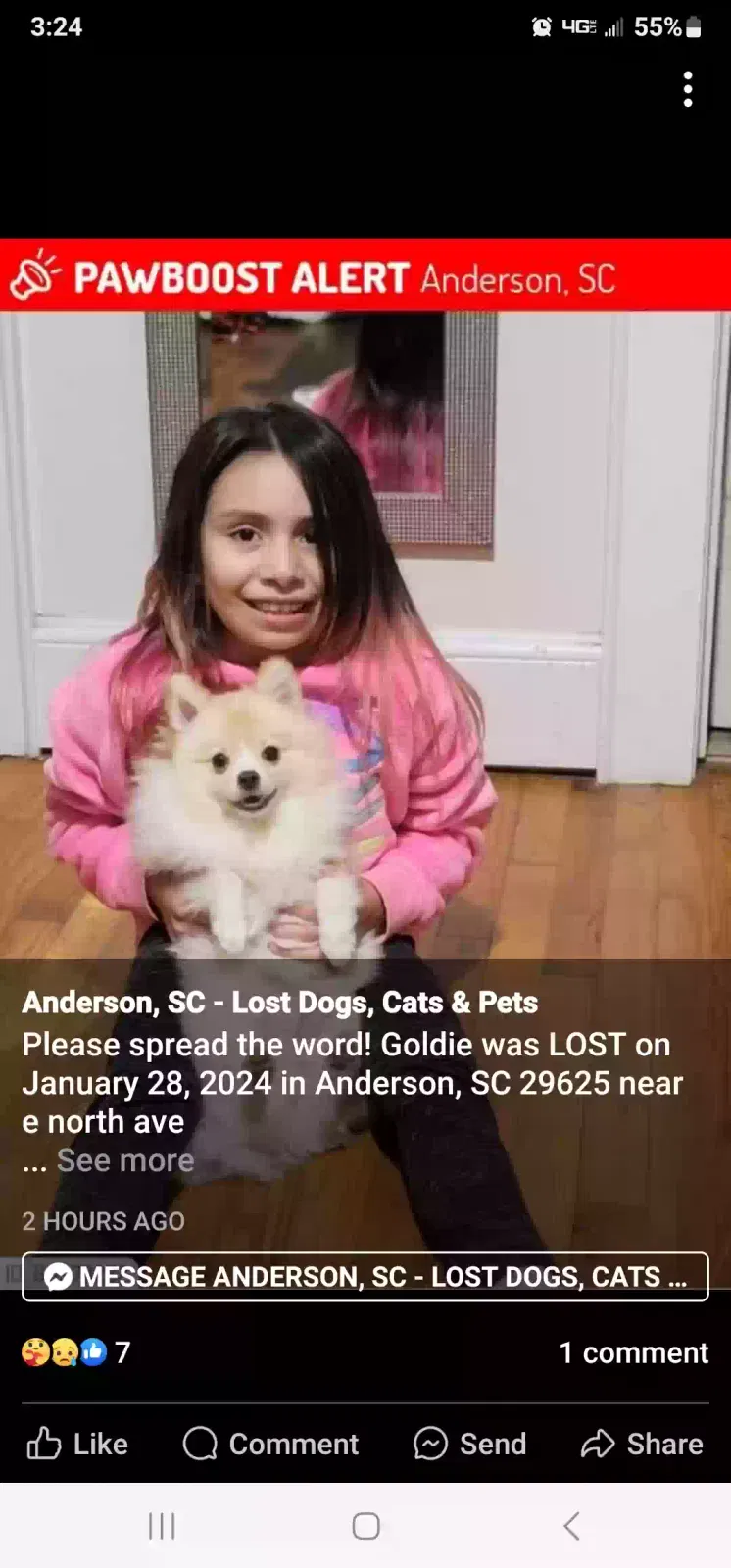 Lost dog in Anderson, SC, 29625