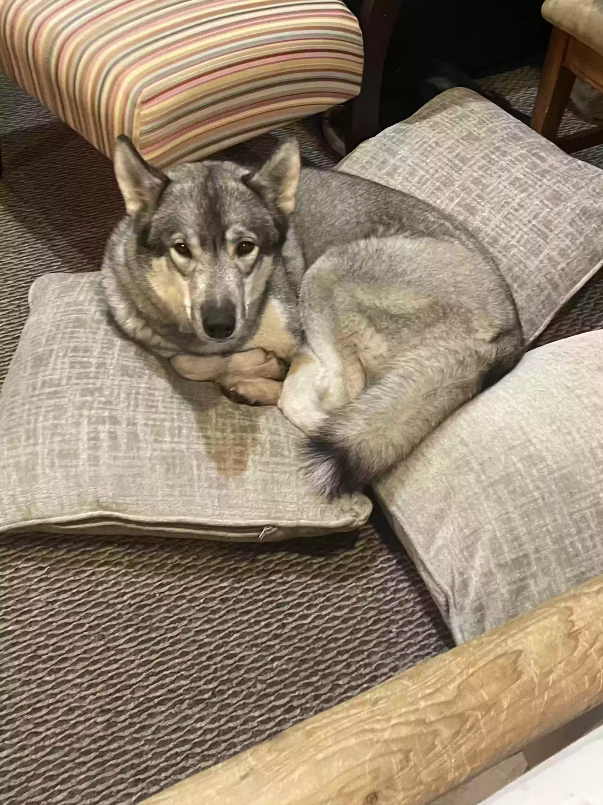 Lost dog in Bargersville, IN, 46106