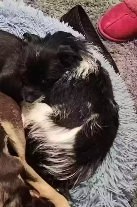 Lost dog in Loveland, CO, 80538
