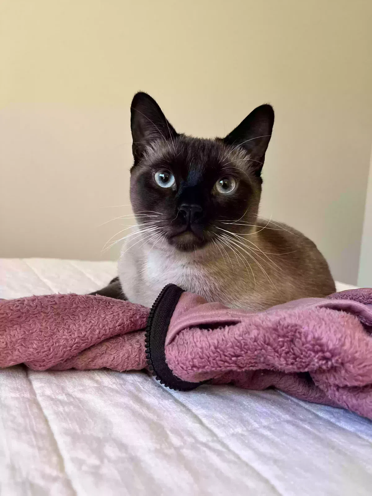 Lost cat in Longview, TX, 75601
