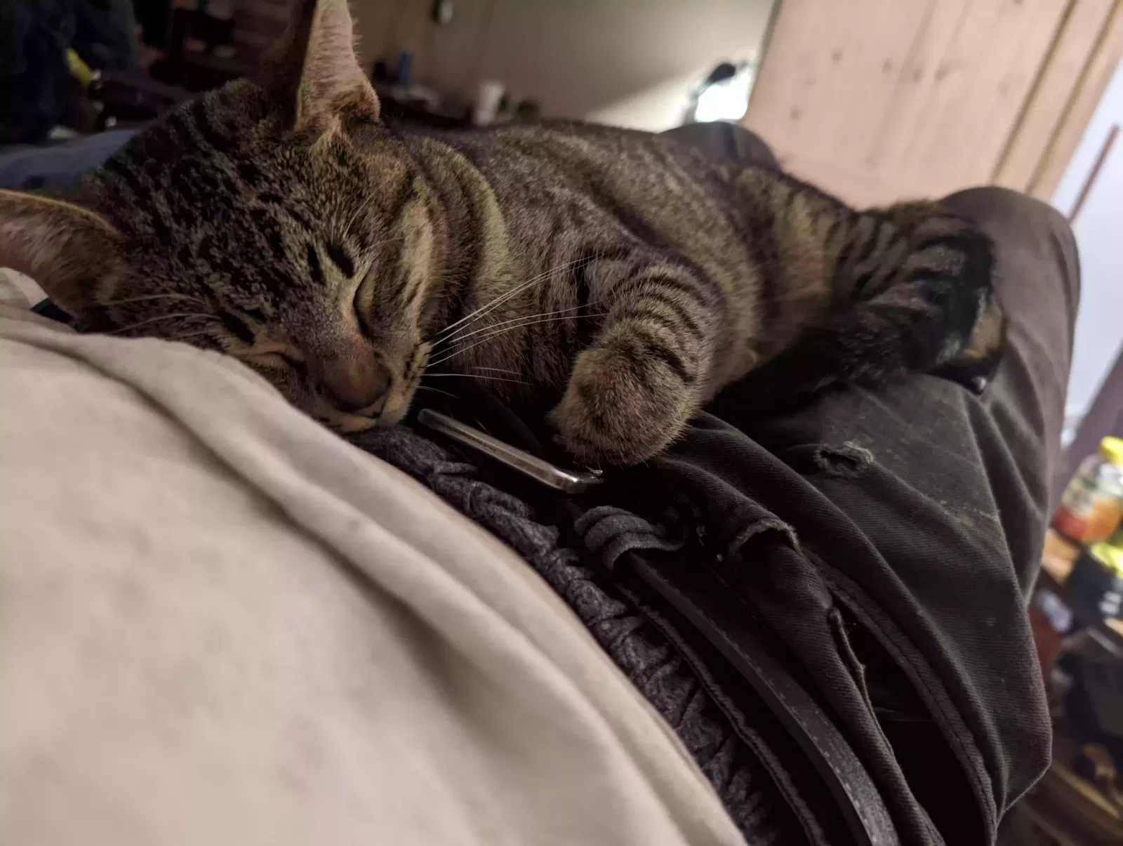 Lost cat in Shreveport, LA, 71108