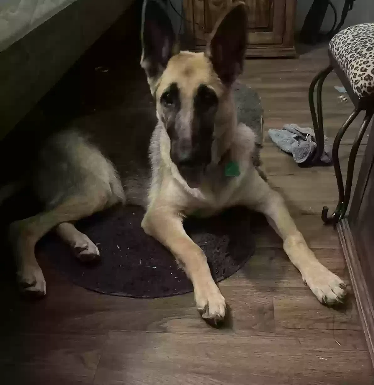 Lost dog in Waller, TX, 77484