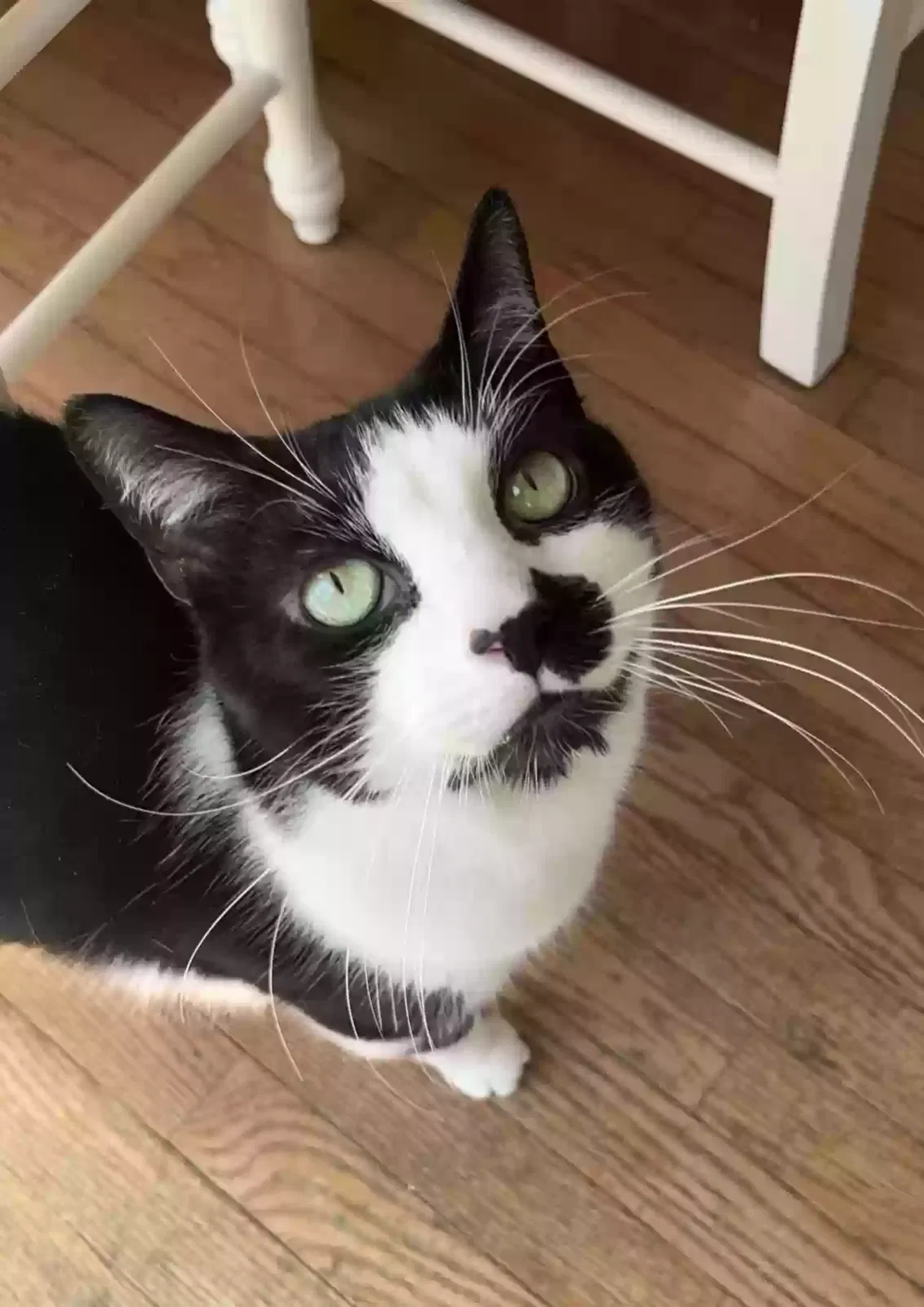 Lost cat in Macungie, PA, 18062