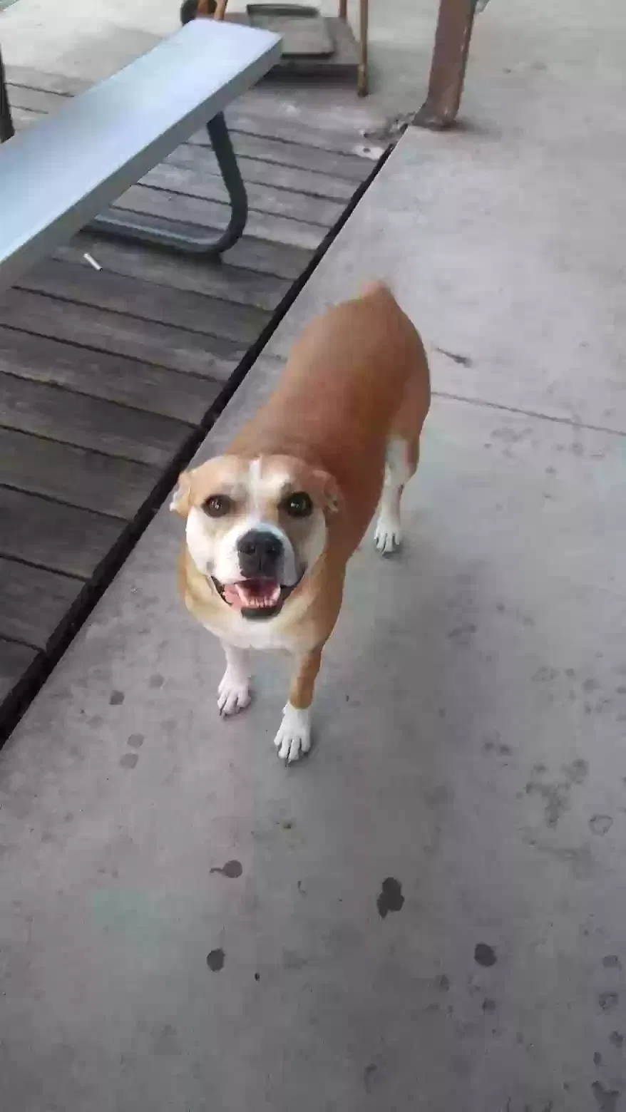 Lost dog in Wichita, KS, 67213