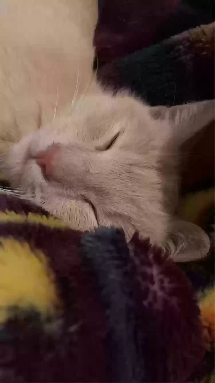 Lost cat in Charlotte, NC, 28213