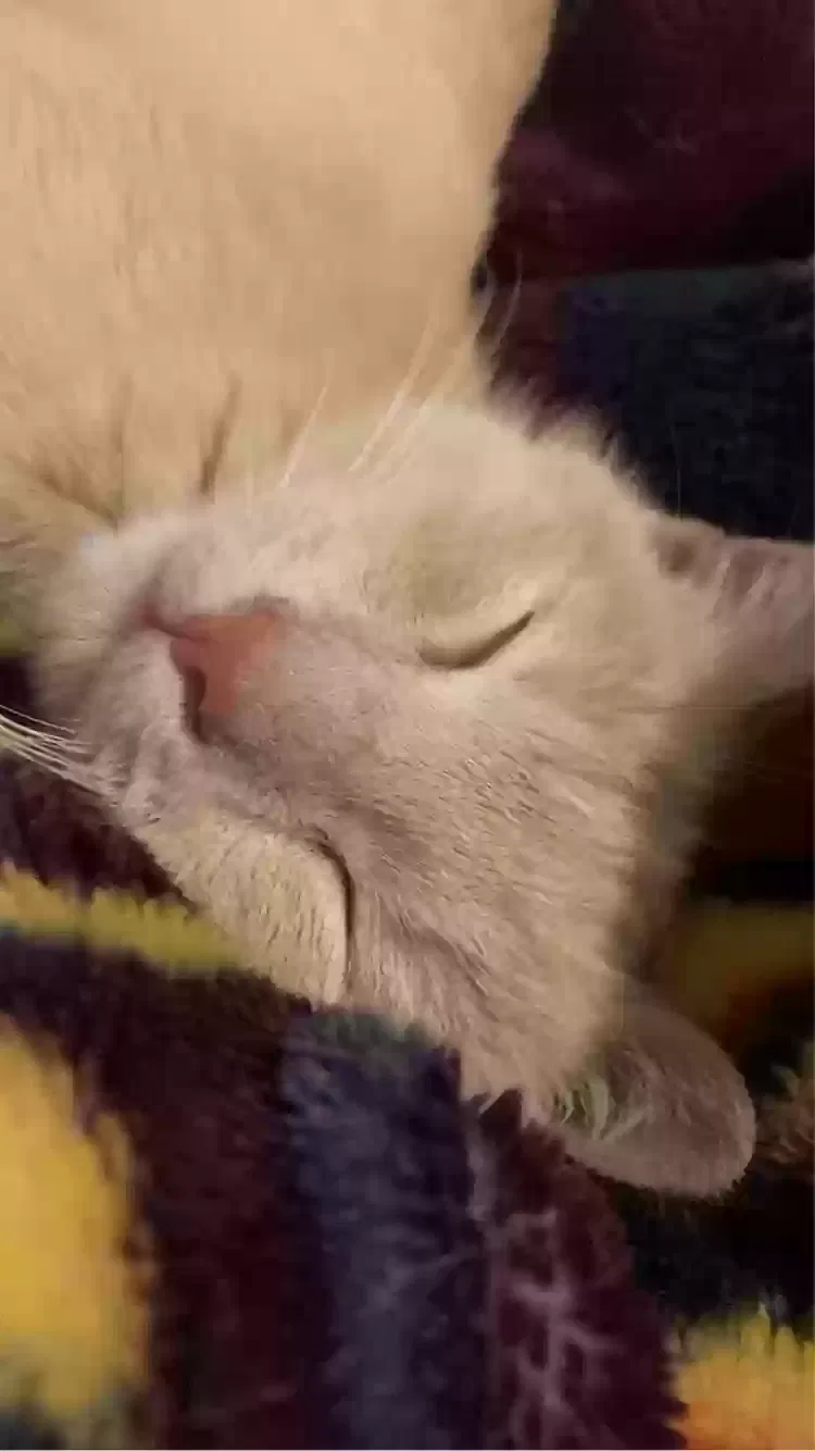 Lost cat in Charlotte, NC, 28213