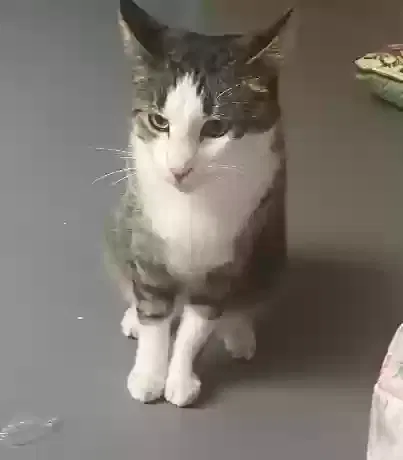 Lost cat in Edmond, OK, 73012