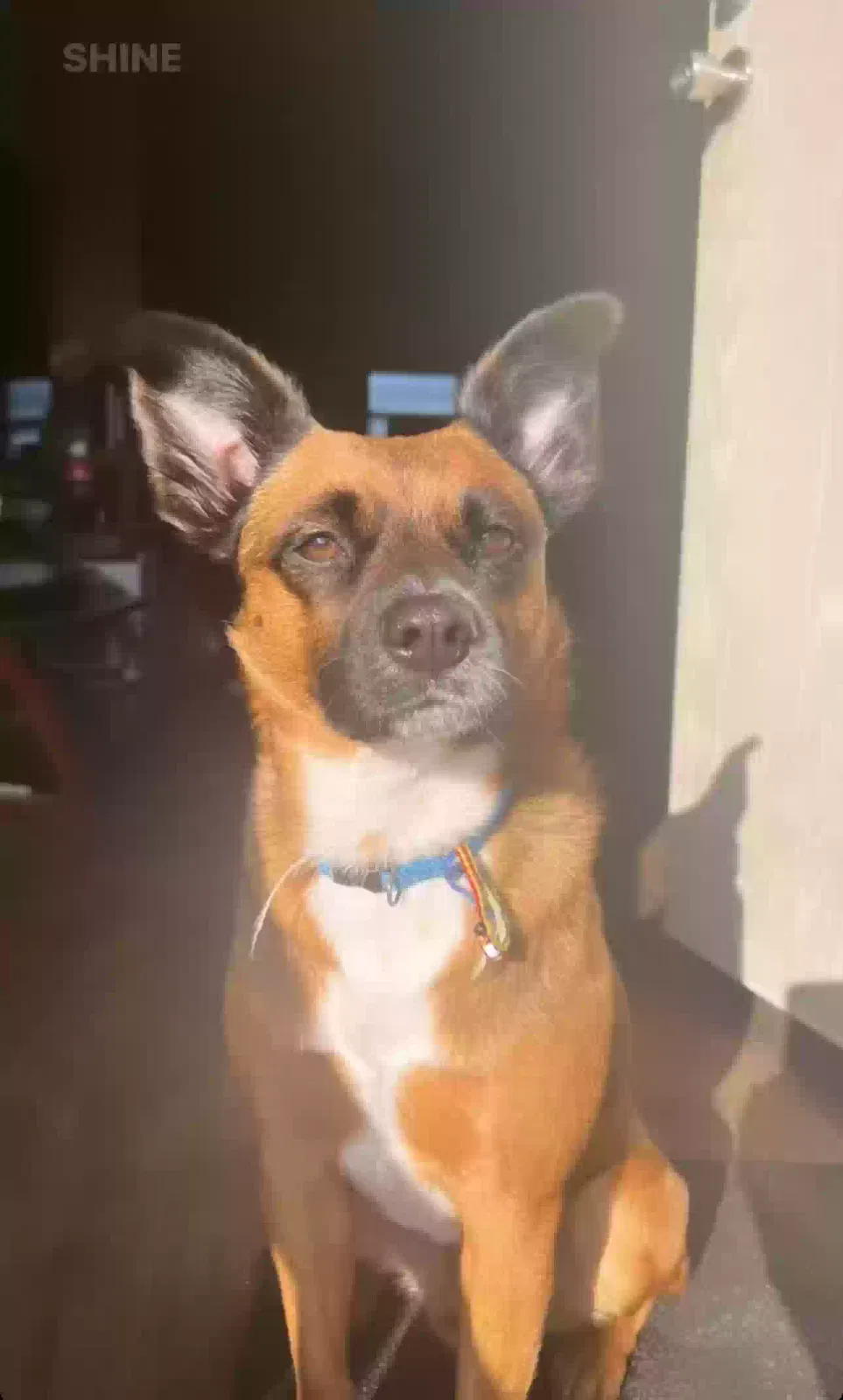 Lost dog in Edinburg, TX, 78542