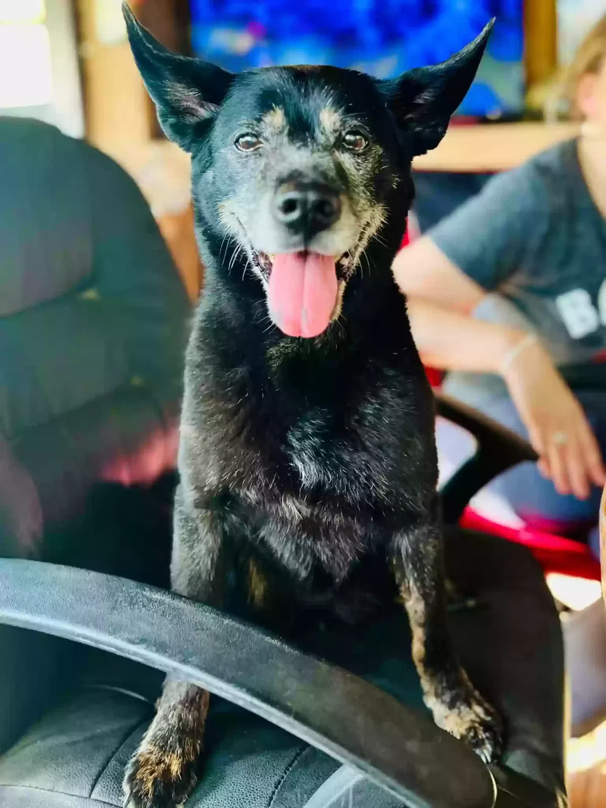 Lost dog in Marietta, GA, 30067