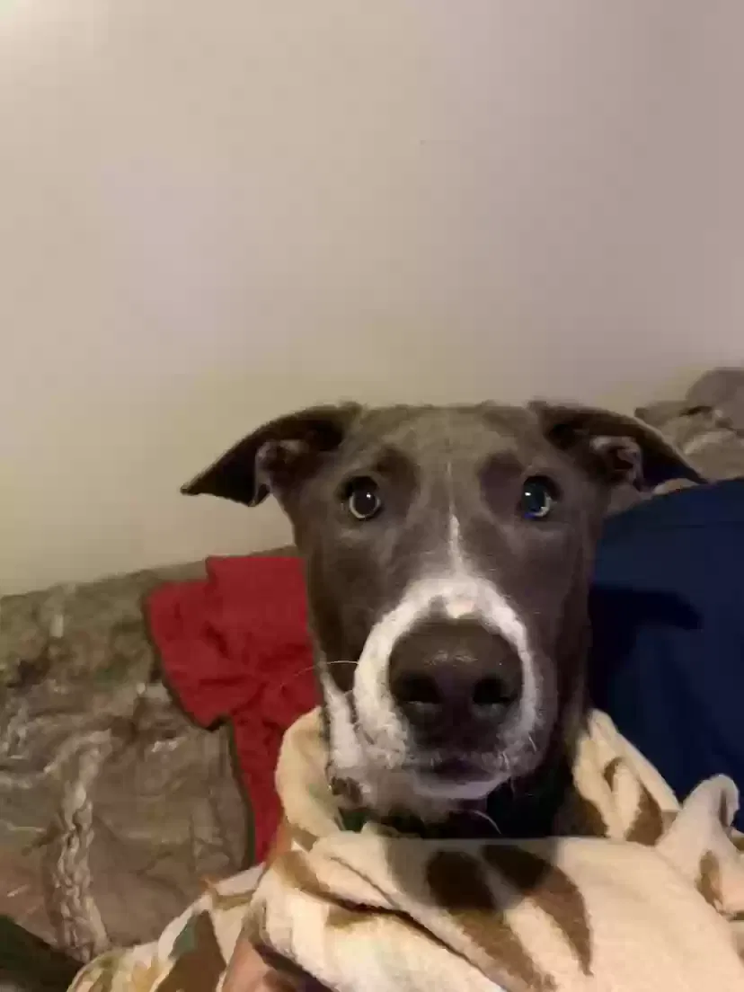 Lost dog in Tulsa, OK, 74128
