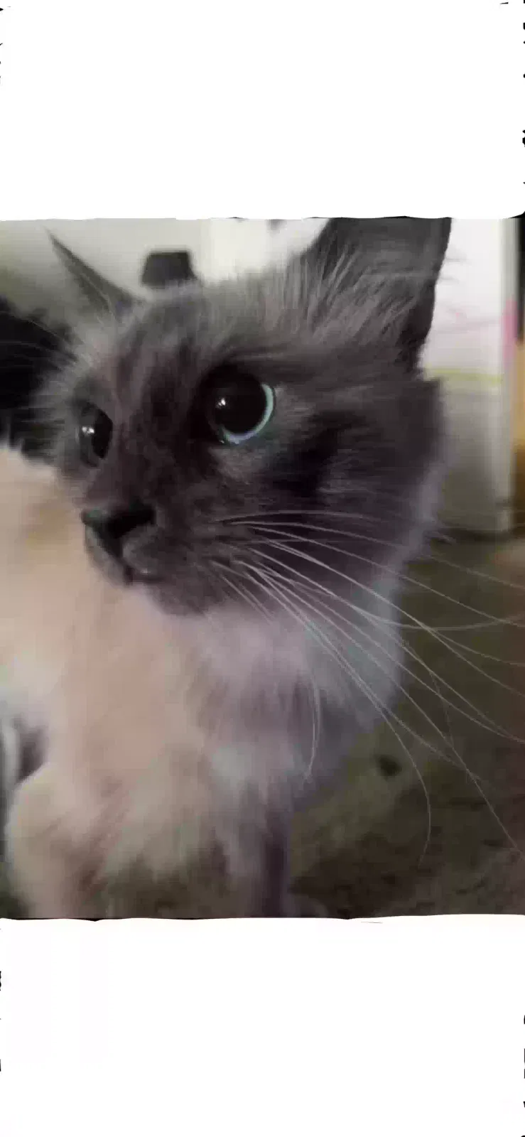 Lost cat in Ventura, CA, 93003