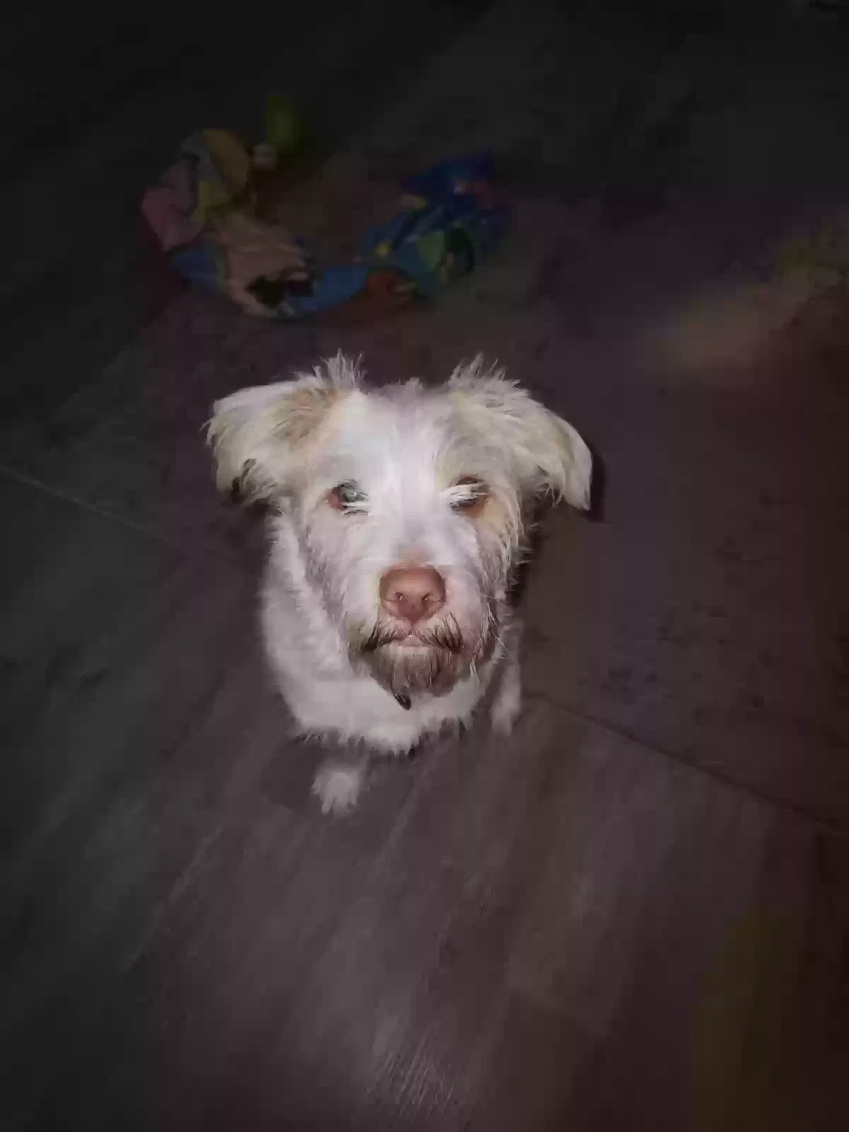 Lost dog in Saint Louis, MO, 63121