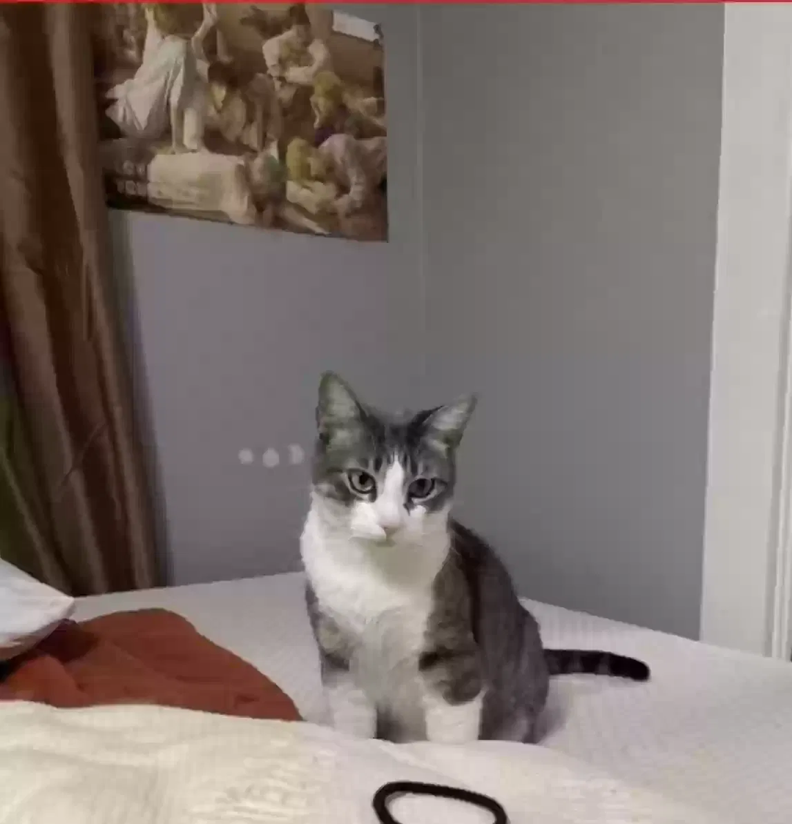 Lost cat in Fort Worth, TX, 76114
