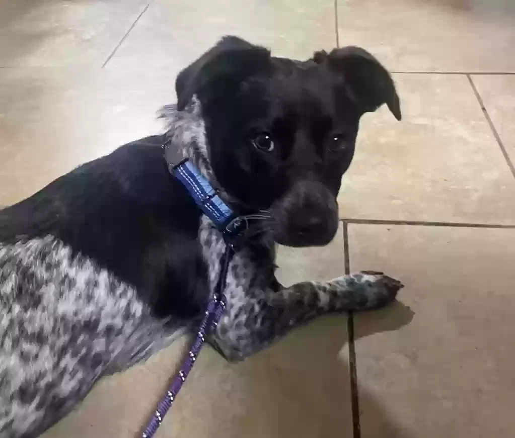 Found dog in Arlington, TX, 76016