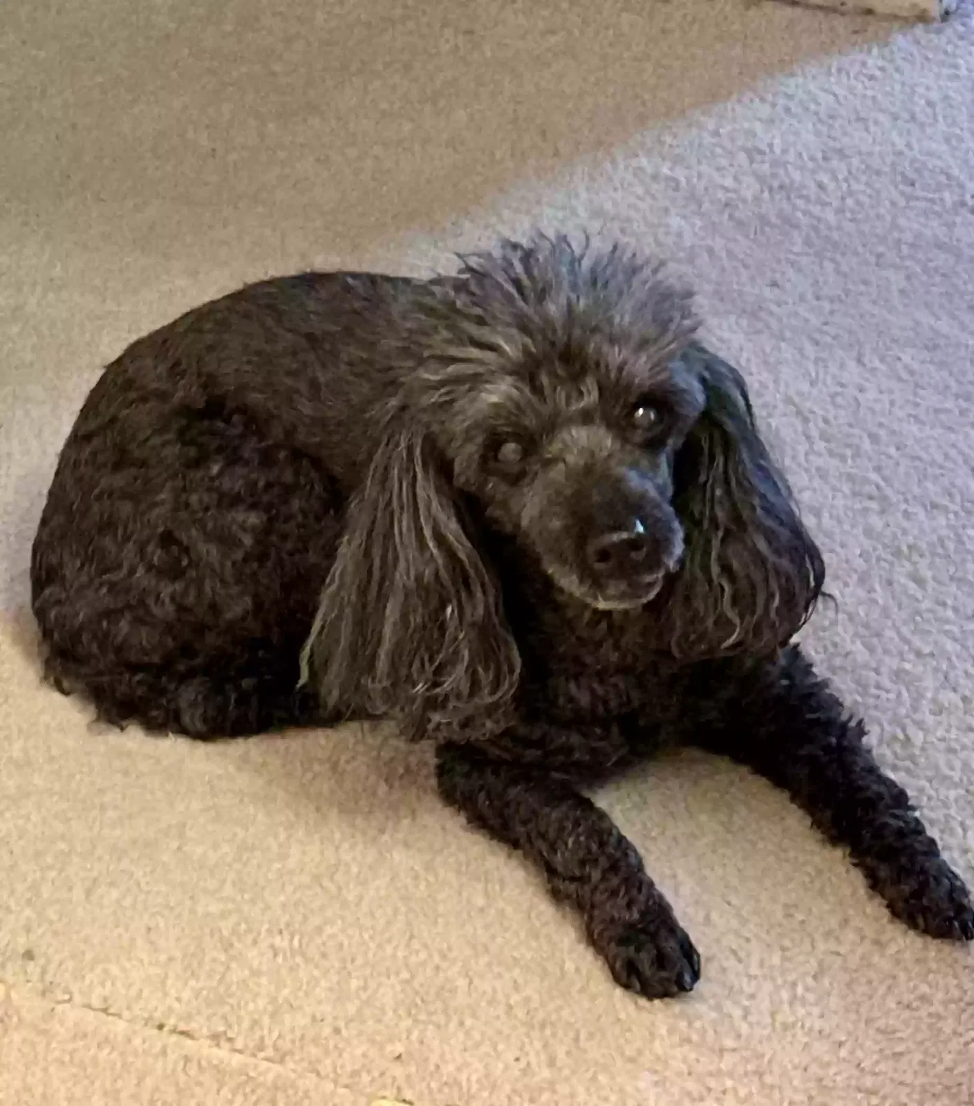 Lost dog in Garland, TX, 75042