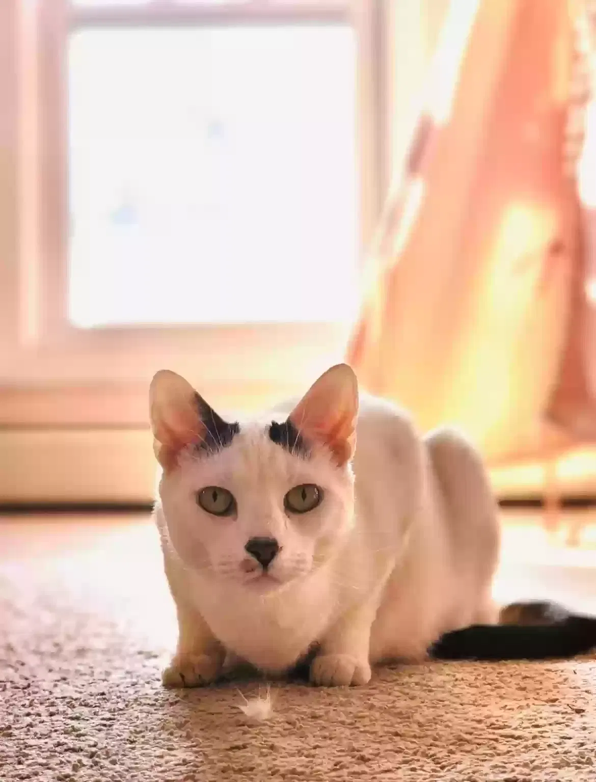 Lost cat in West Haven, CT, 6516