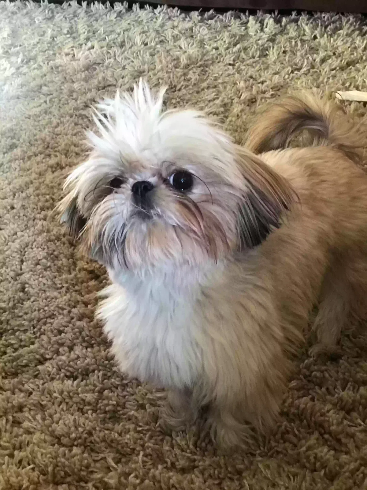 Lost dog in Las Vegas, NV, 89135