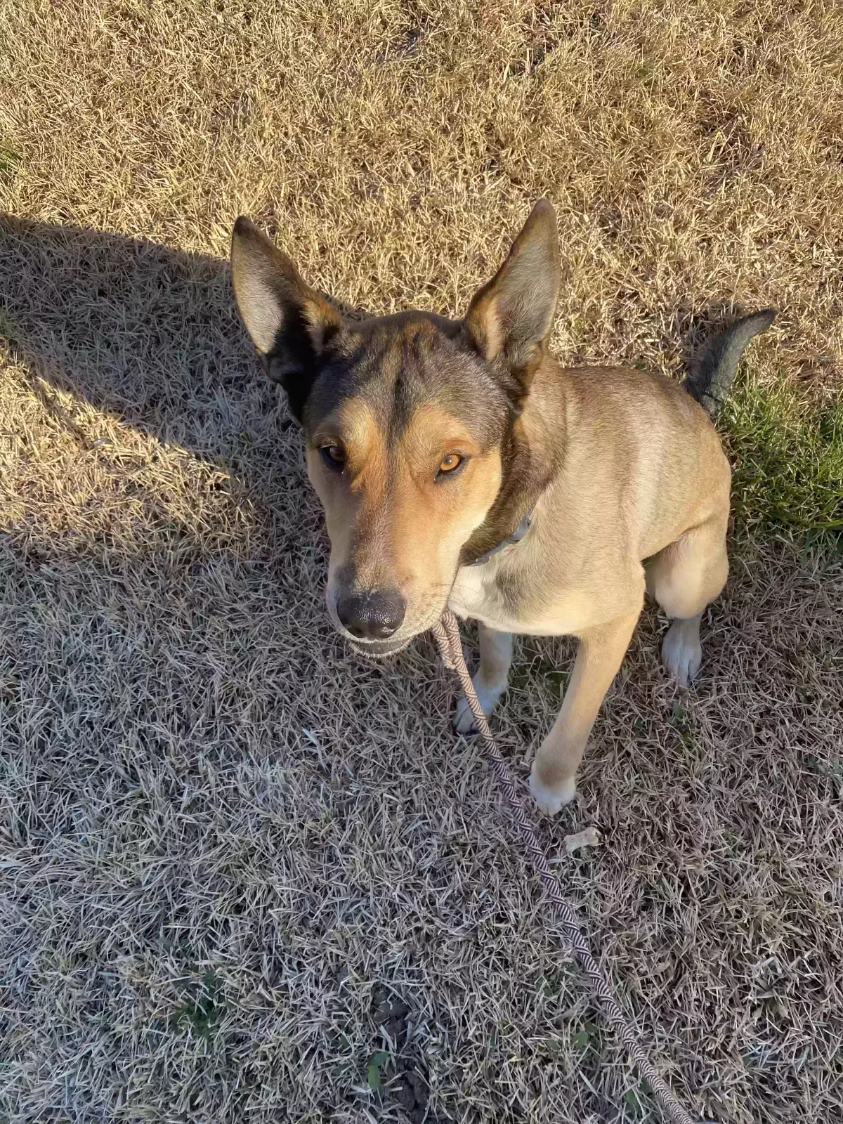 Found dog in Killeen, TX, 76549