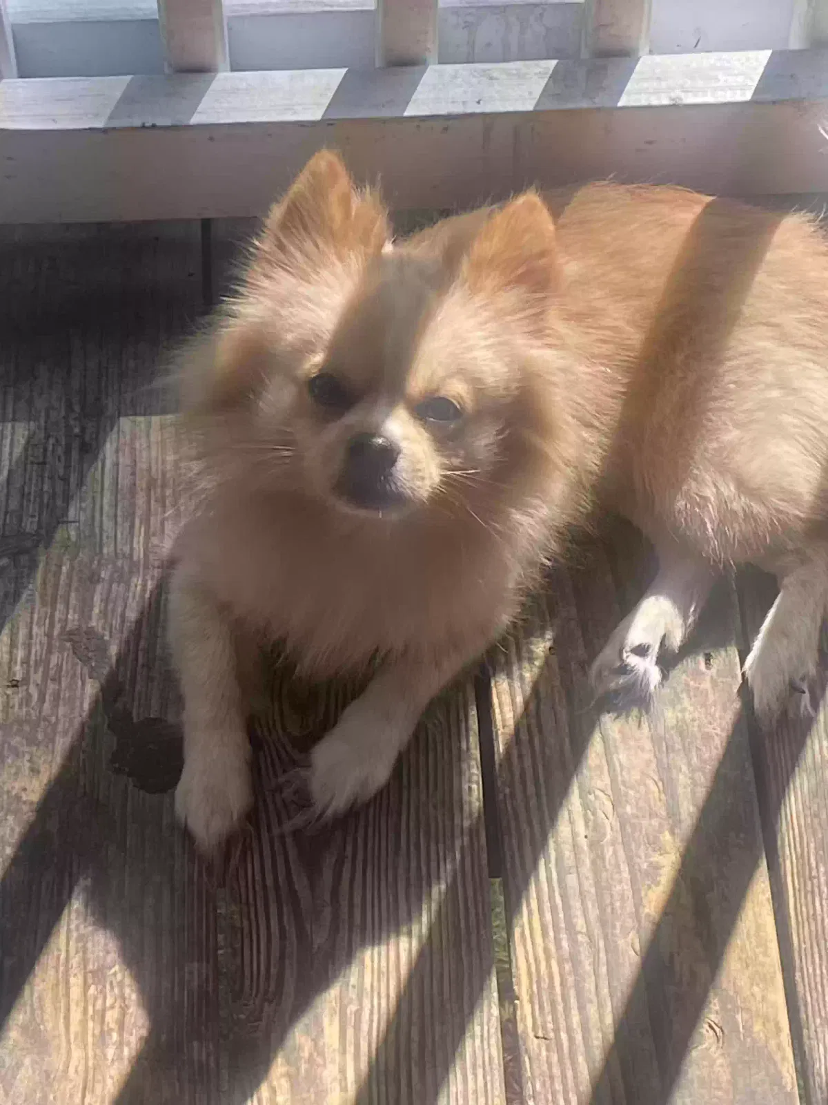 Lost dog in Decatur, GA, 30035