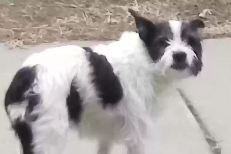 Found dog in Saint Paul, MN, 55117