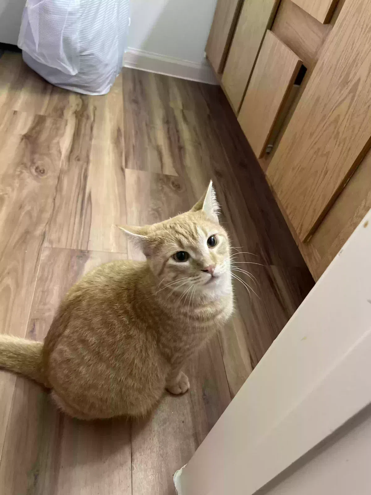 Lost cat in Laredo, TX, 78041