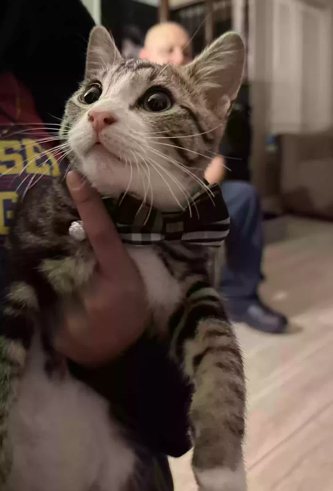 Lost cat in Anaheim, CA, 92802