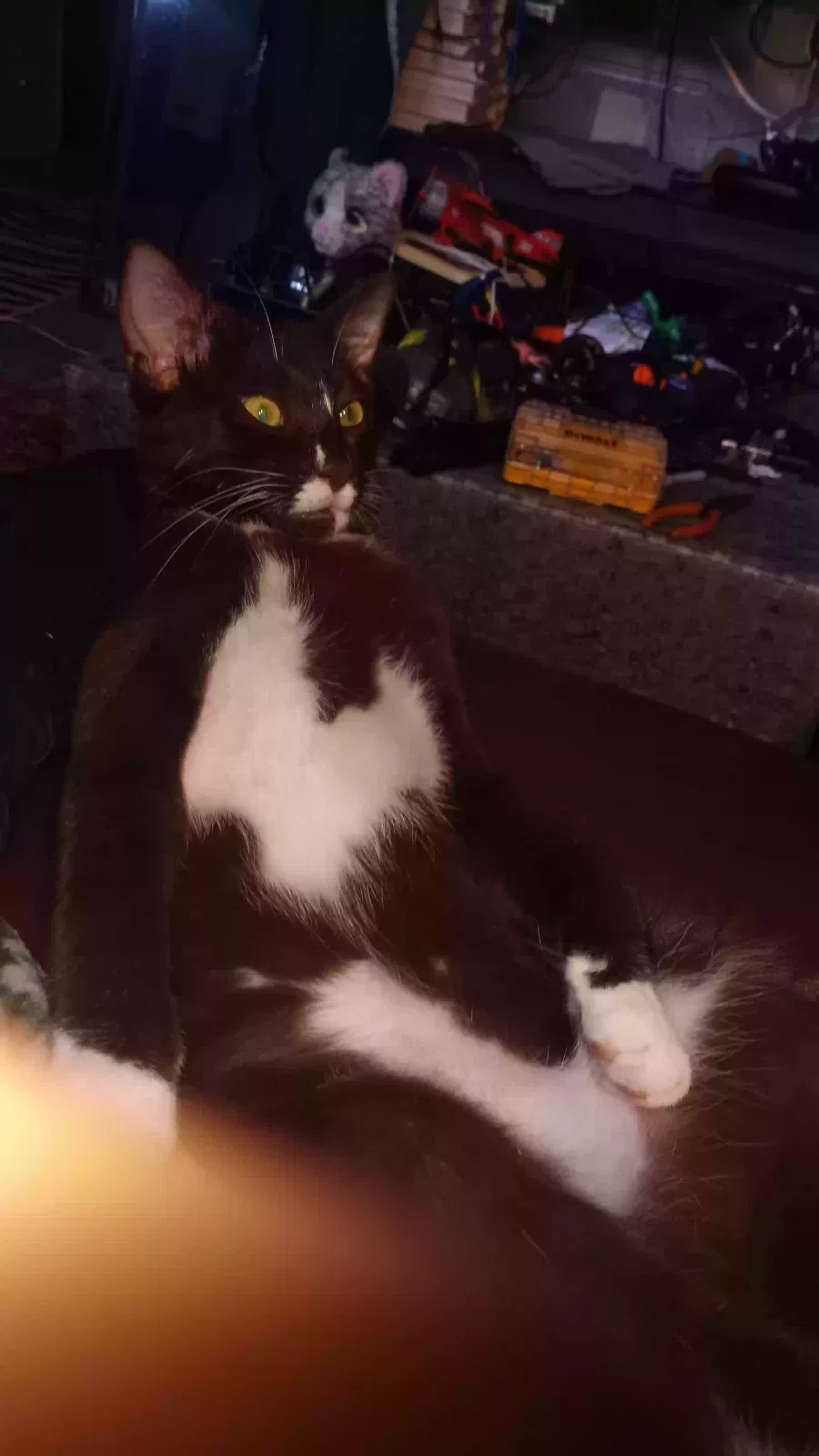 Lost cat in Oceanside, CA, 92057