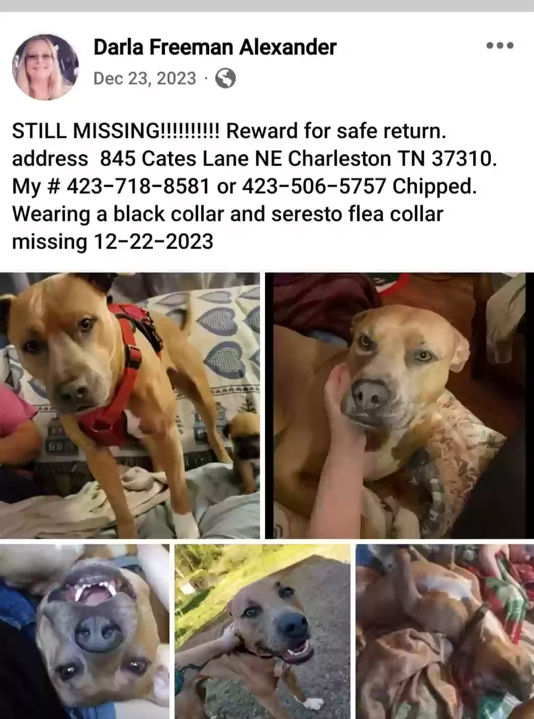 Lost dog in Charleston, TN, 37310
