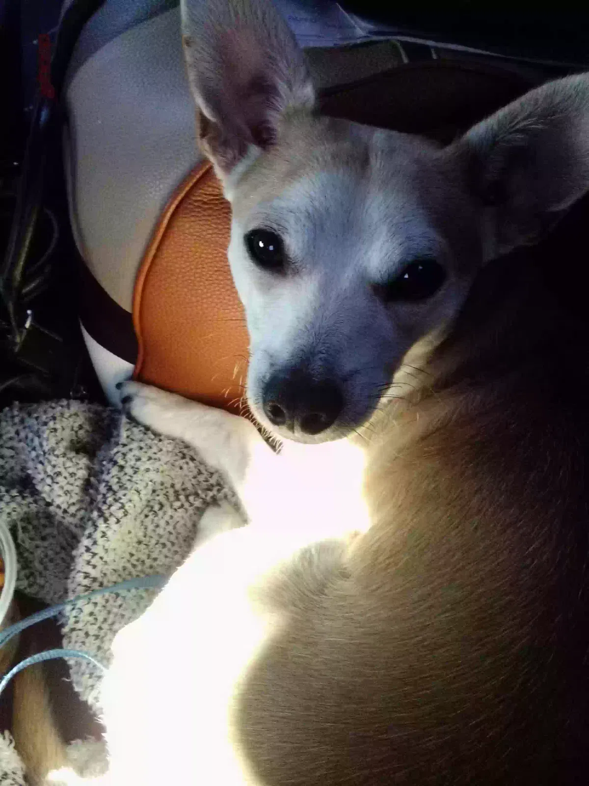 Lost dog in Albuquerque, NM, 87109