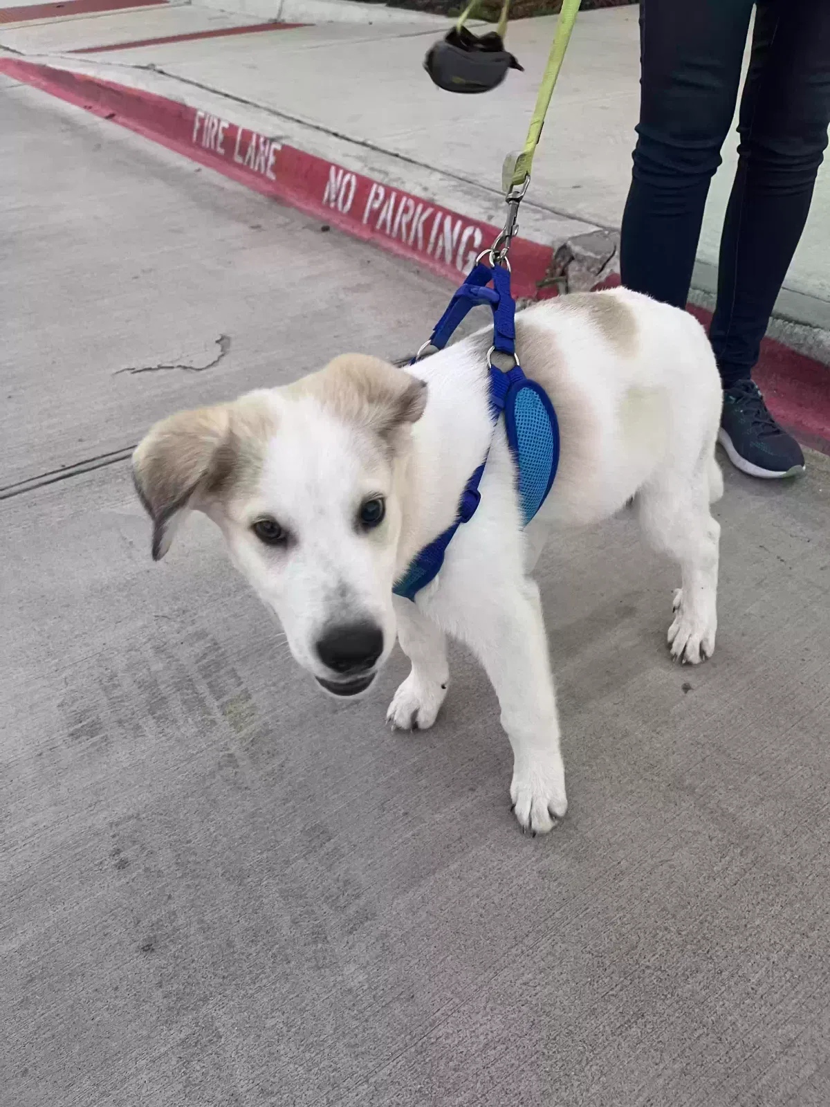 Found dog in Haltom City, TX, 76117