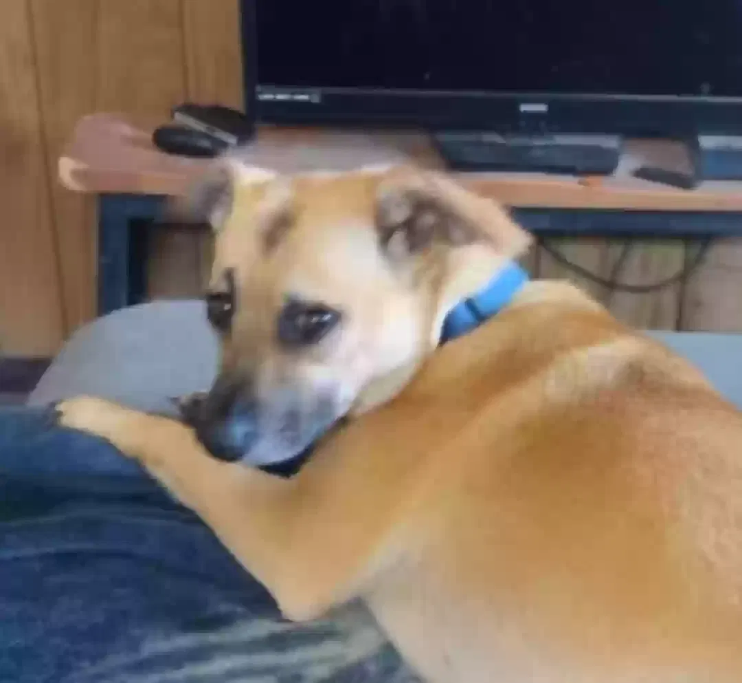 Lost dog in La Feria, TX, 78559