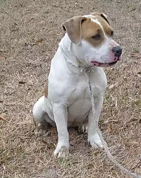 Found dog in Vancleave, MS, 39565