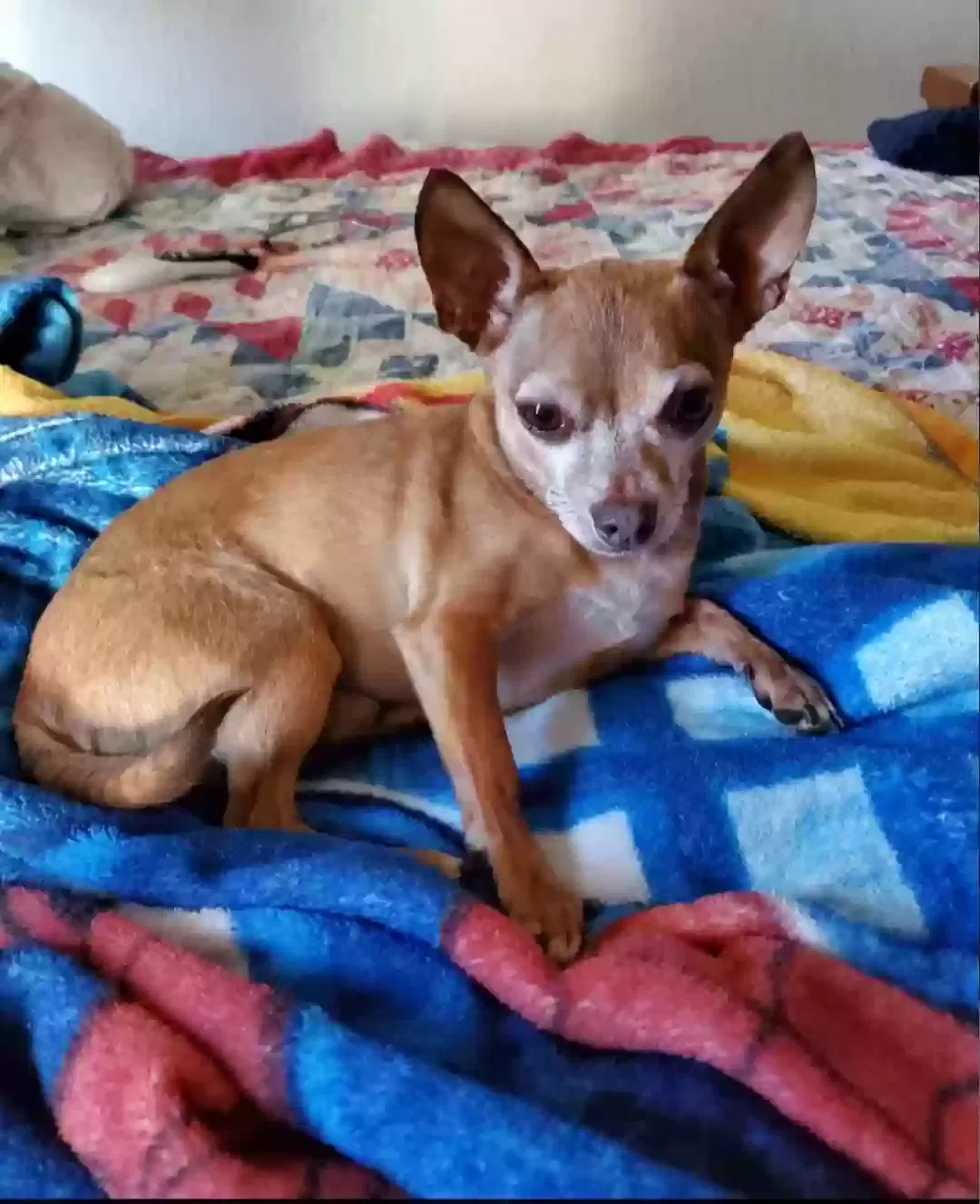 Lost dog in San Antonio, TX, 78222
