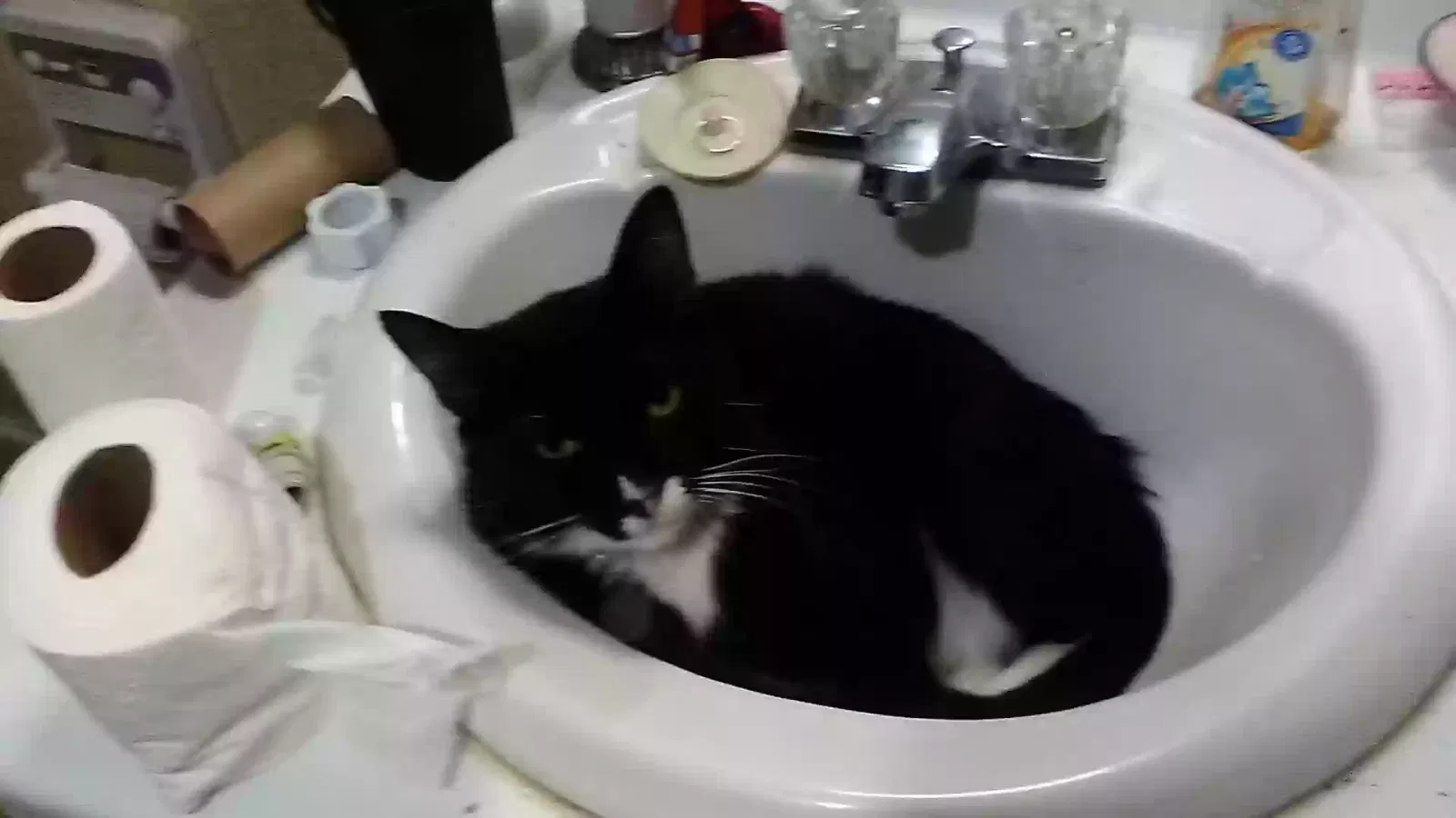 Lost cat in Alto, GA, 30510