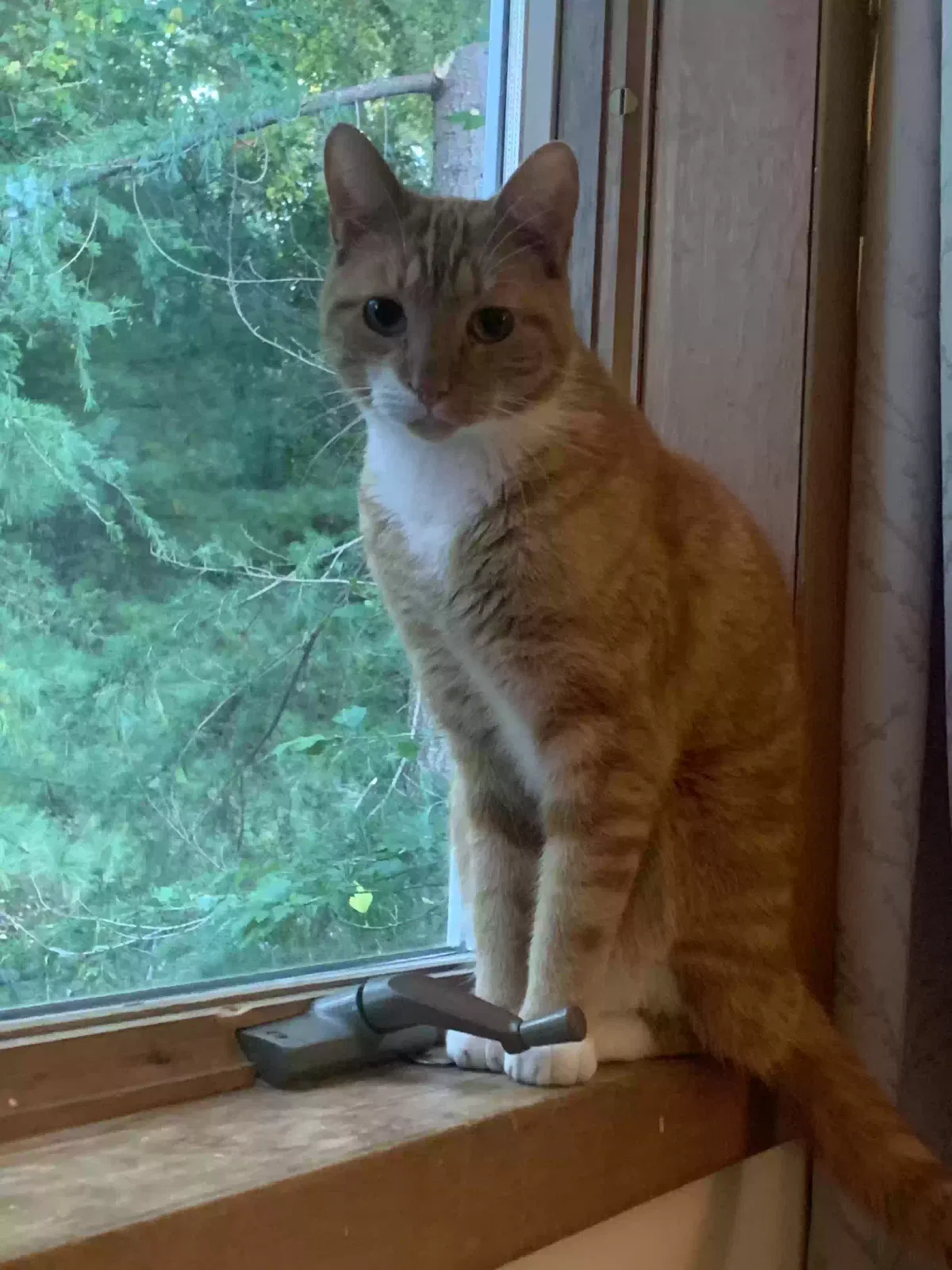 Lost cat in Rocky Point, NY, 11778