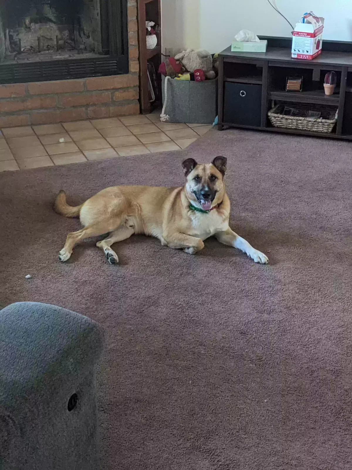 Lost dog in Tucson, AZ, 85741