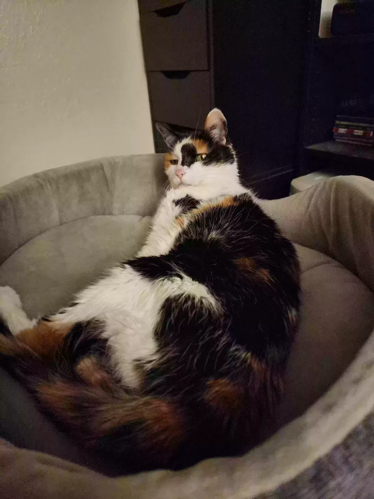 Lost cat in Tucson, AZ, 85745