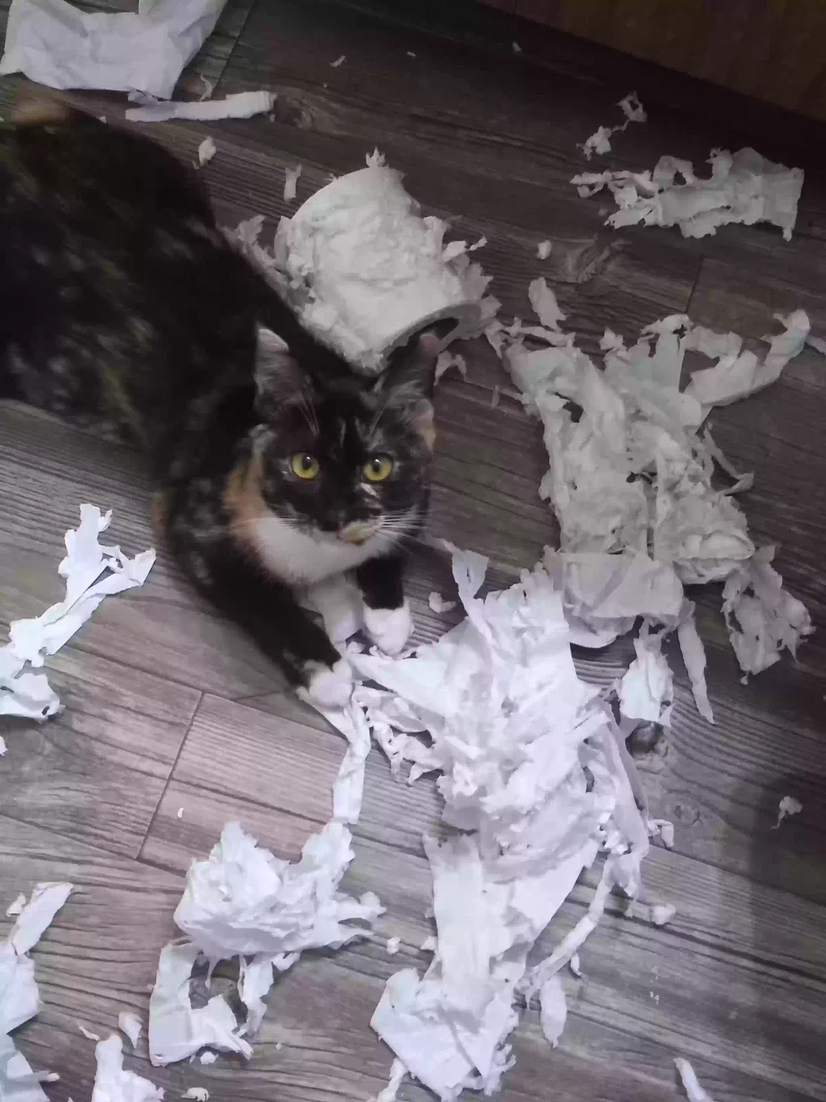 Lost cat in Tucson, AZ, 85710