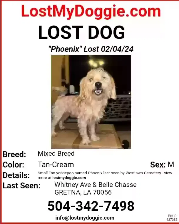 Lost dog in Gretna, LA, 70056