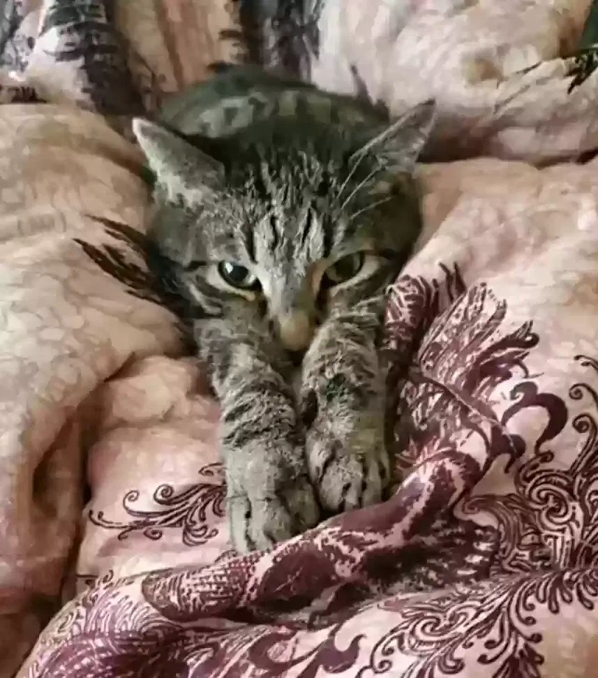 Lost cat in Indianapolis, IN, 46254