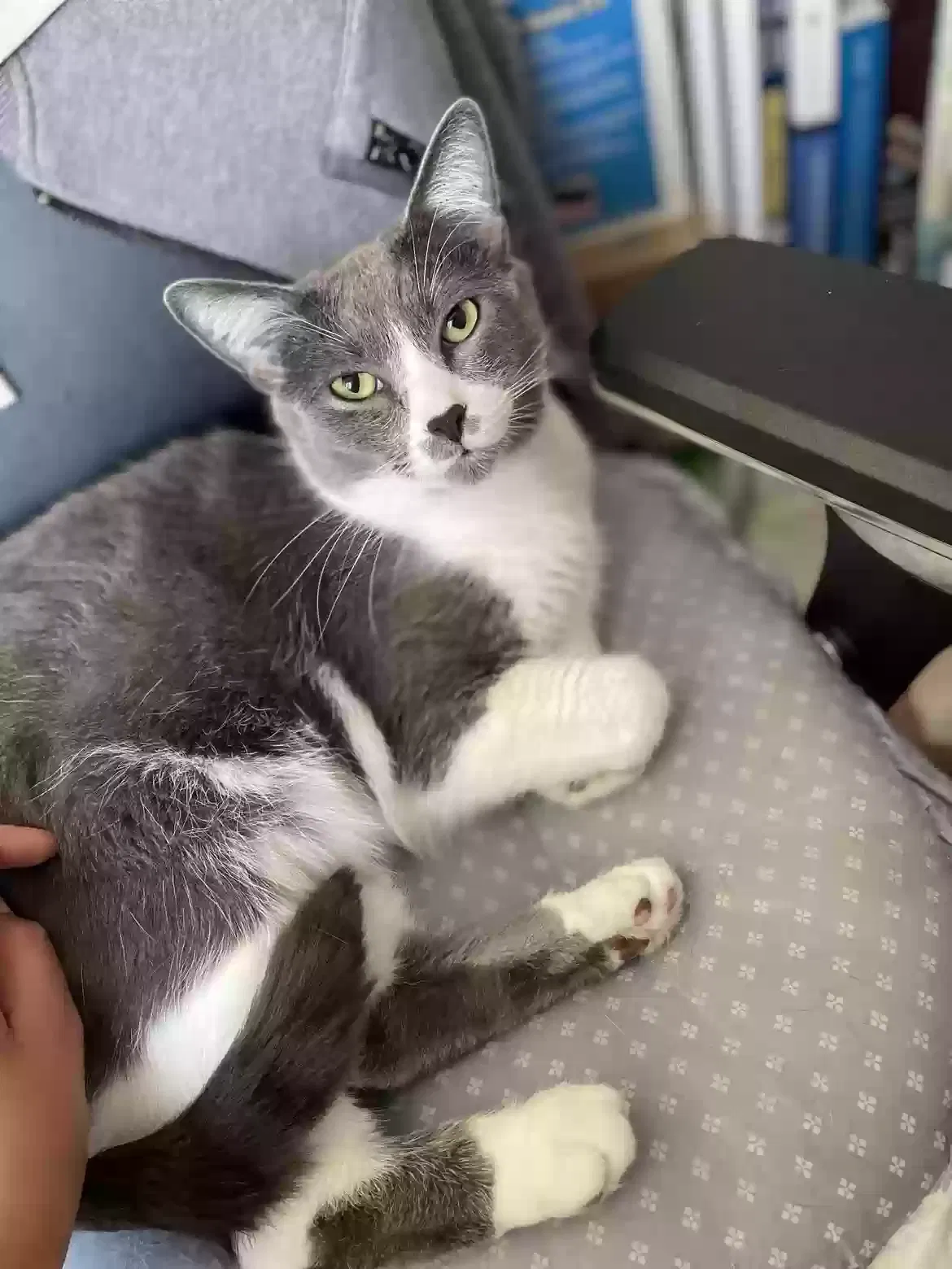 Lost cat in Alhambra, CA, 91801