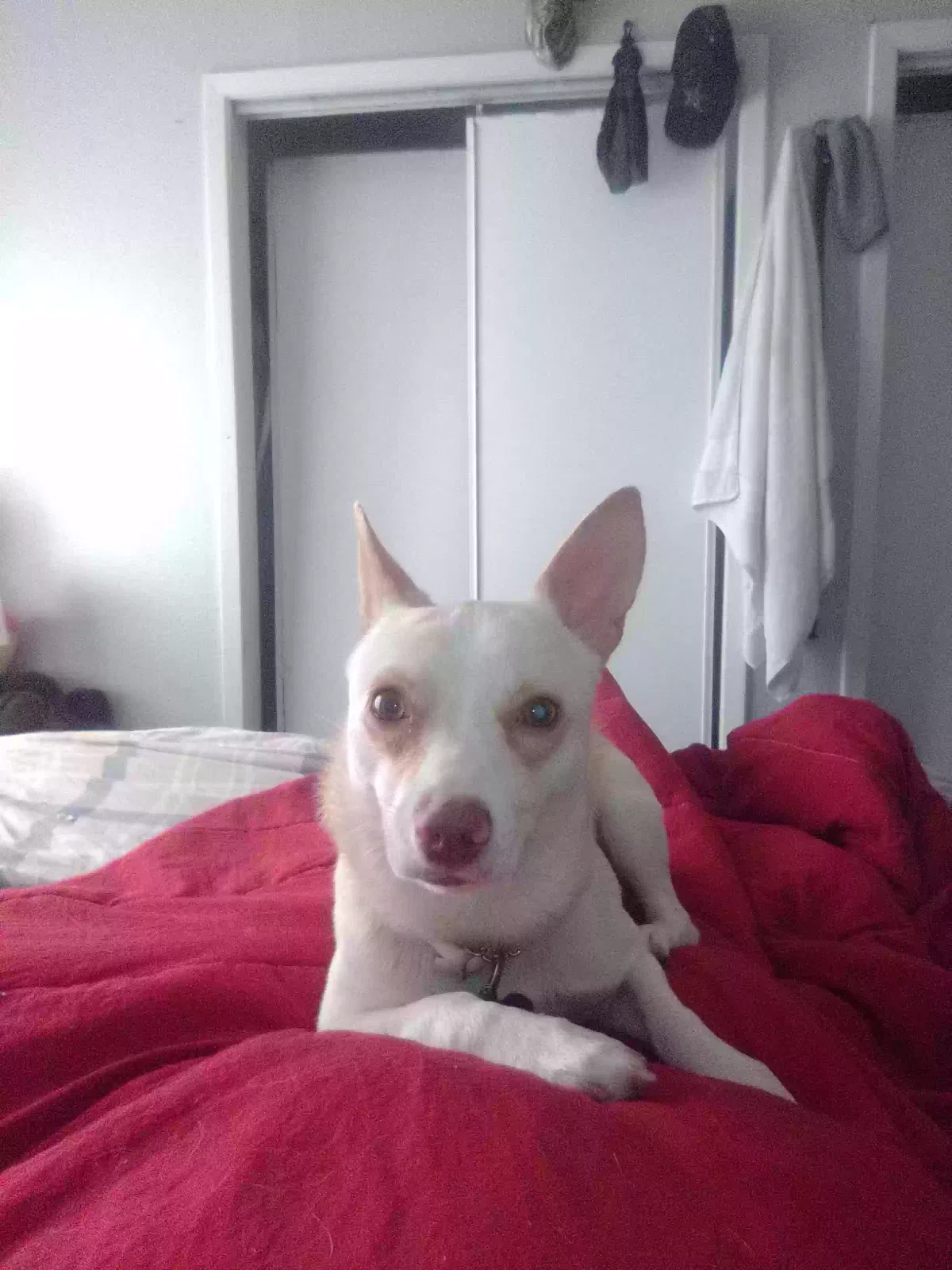 Lost dog in Houston, TX, 77029