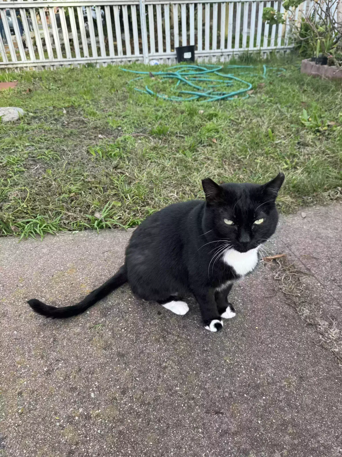 Lost cat in El Cerrito, CA, 94530