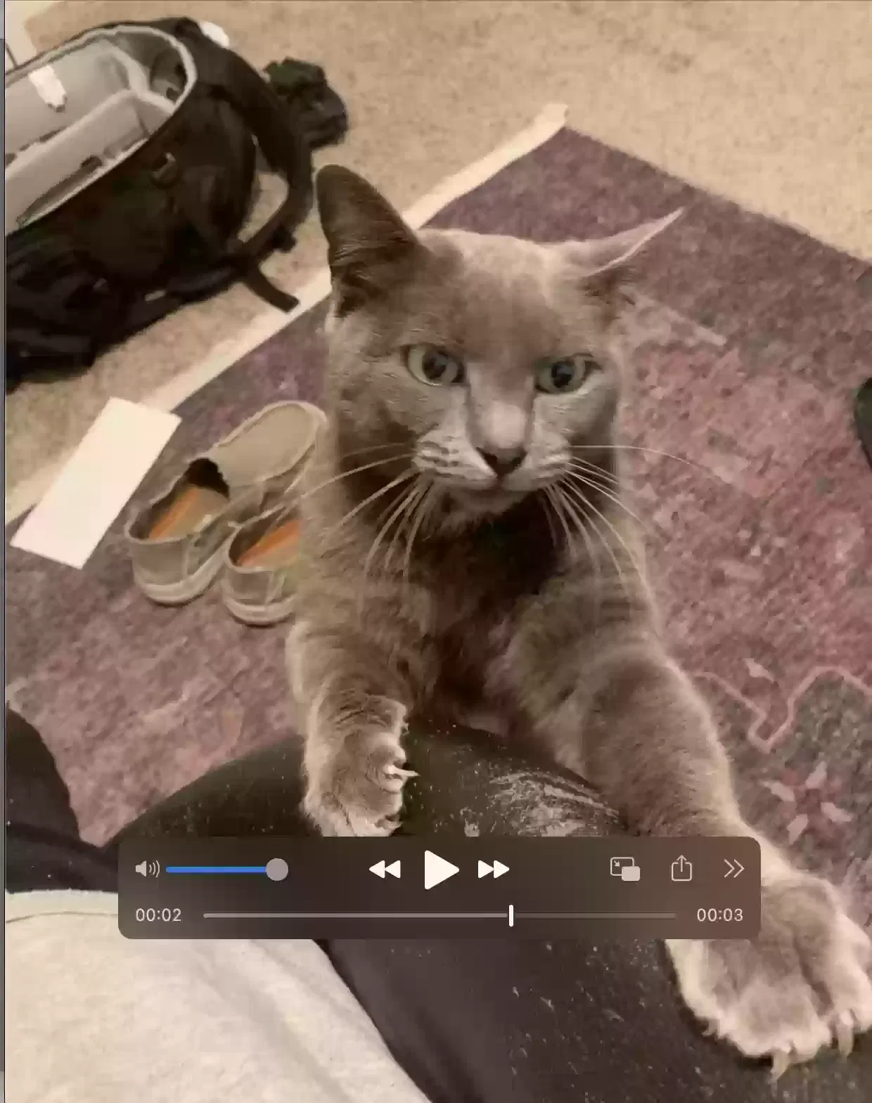 Lost cat in Houston, TX, 77067