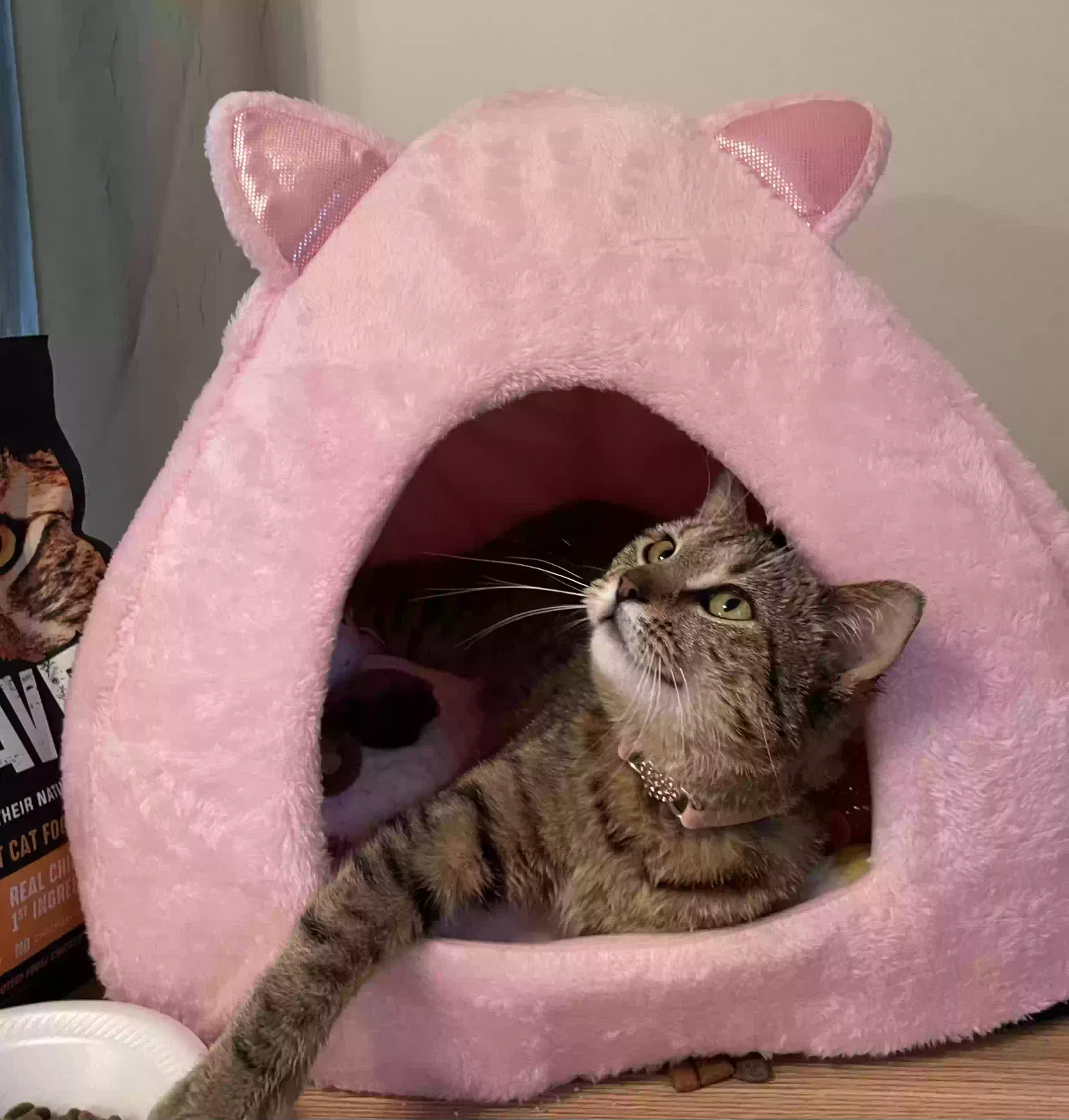 Lost cat in Oviedo, FL, 32766