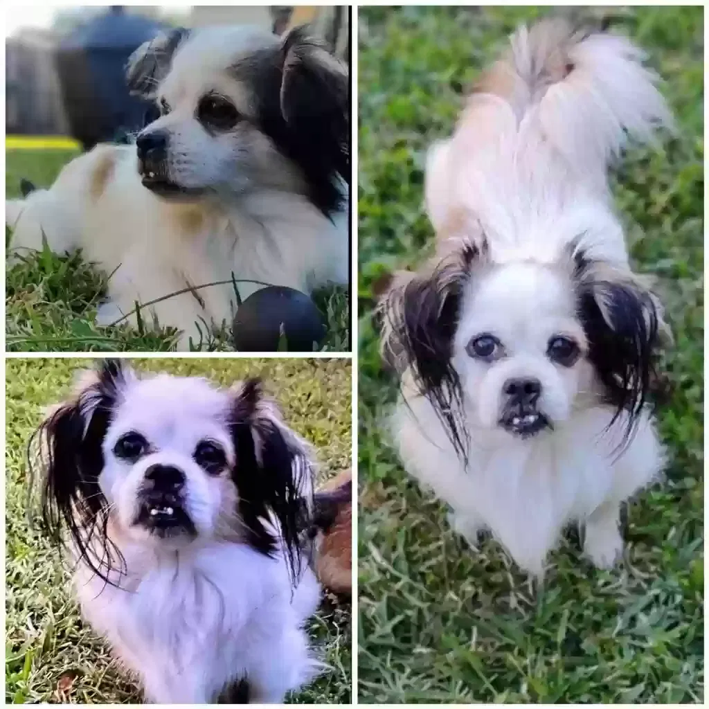 Lost dog in Houston, TX, 77072