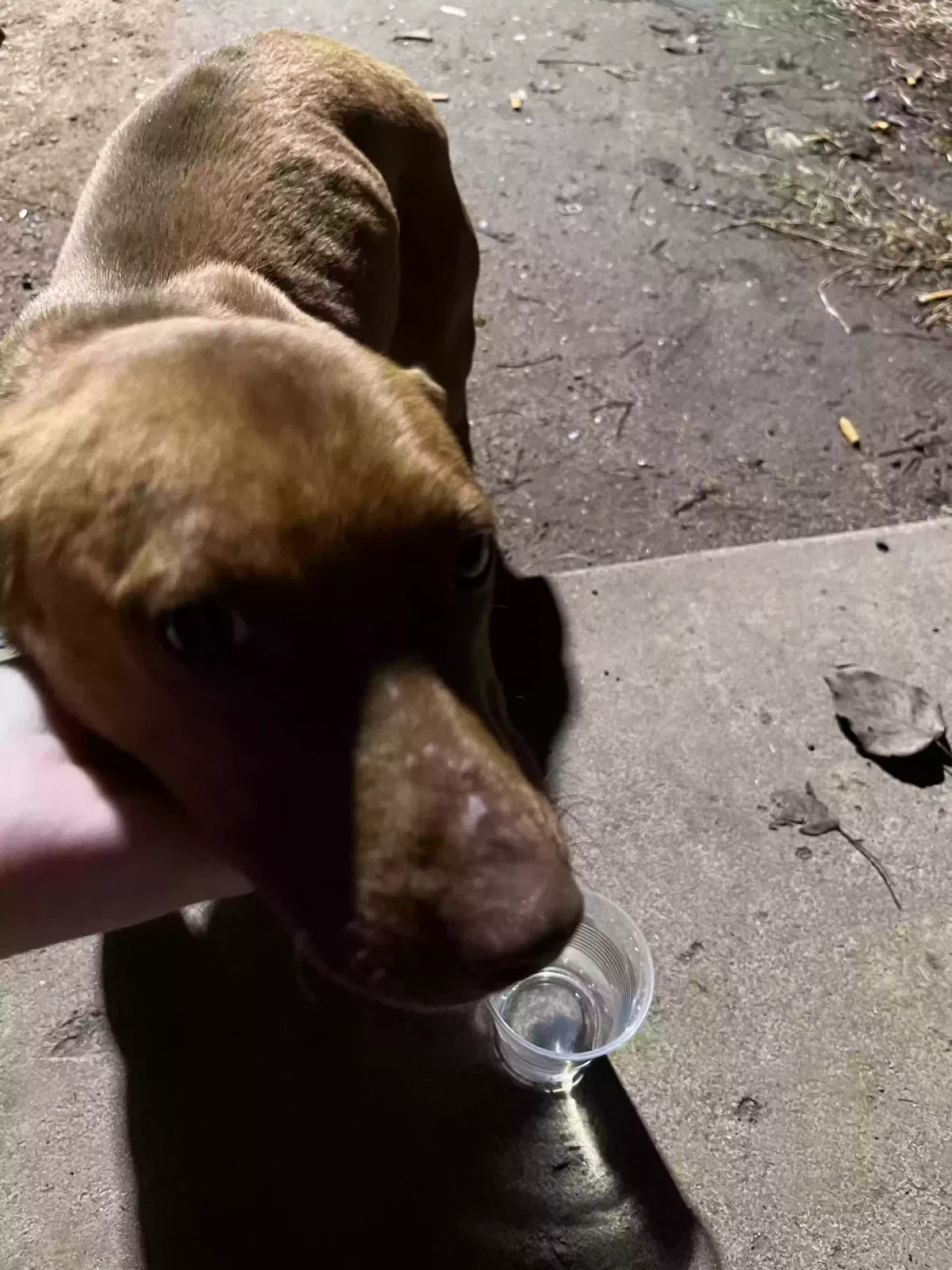 Found dog in Warner, OK, 74469