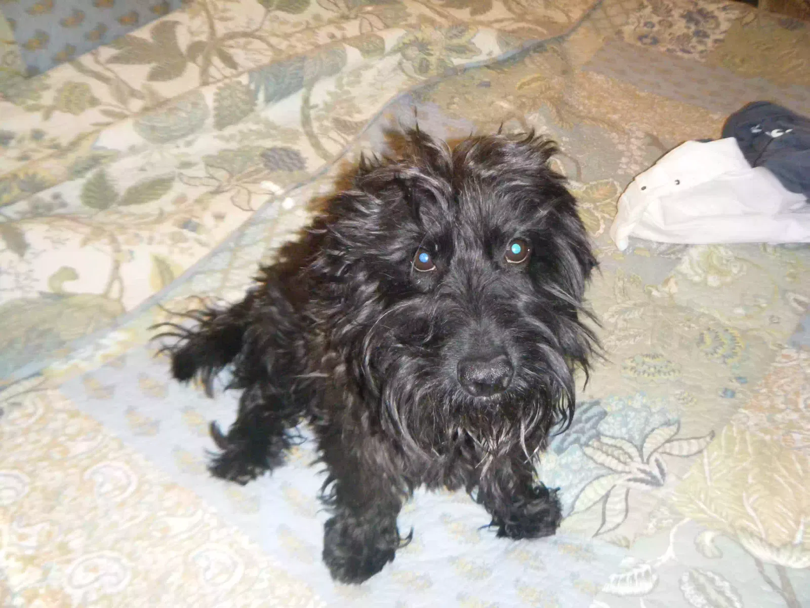 Found dog in San Antonio, TX, 78222