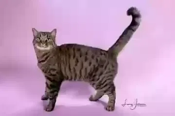 Lost cat in North Jackson, OH, 44451